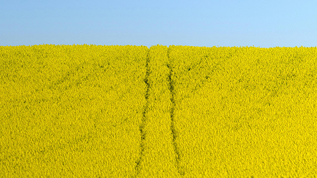 Rapeseed